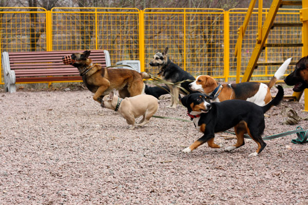 дрессировка собак на площадке